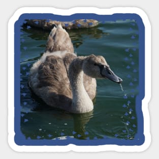 Cygnet Drinking Sticker